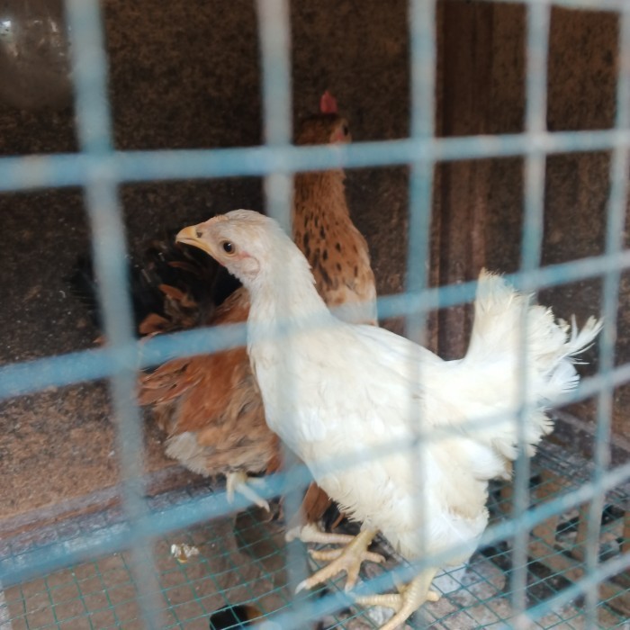 Ready ayam Kate sepasang