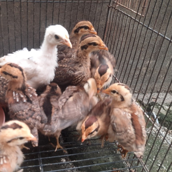 Ready Anakan Ayam Hutan Hijau Betina 2 Ekor