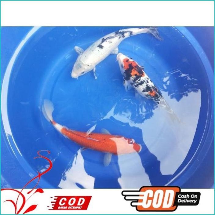 BISMILLAH IKAN KOI 30CM GRADE A WARNA PILIHAN ALISUP