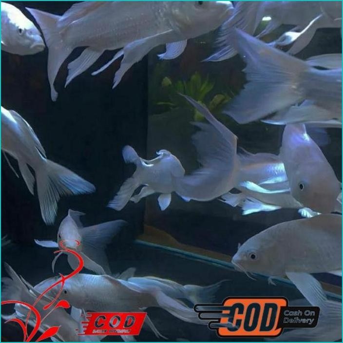 

BISMILLAH PAKET 5 IKAN KOI PLATINUM SLAYER BERKUALITAS GRADE A+ ALISUP