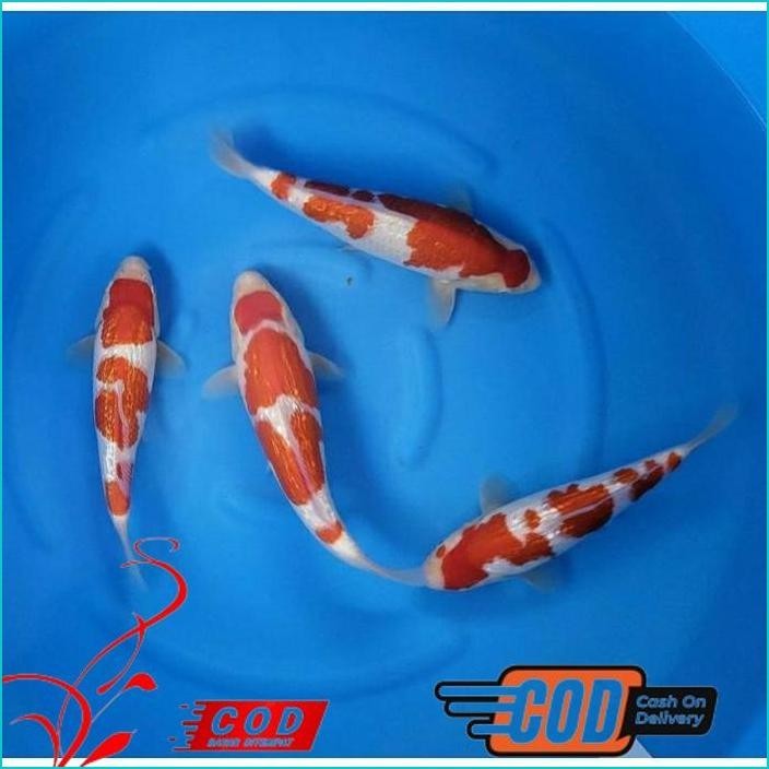 

BISMILLAH KOI KOHAKU GRADE A UKURAN 20-25CM ALISUP