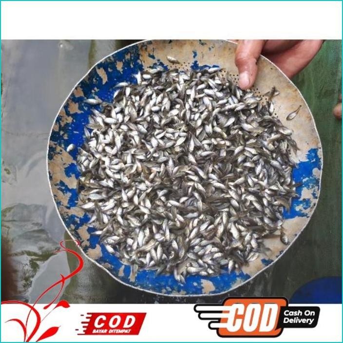 

BISMILLAH IKAN NILA HITAM NIRWANA UKURAN 2-3 CM / PAKET / 200 EKOR ALISUP