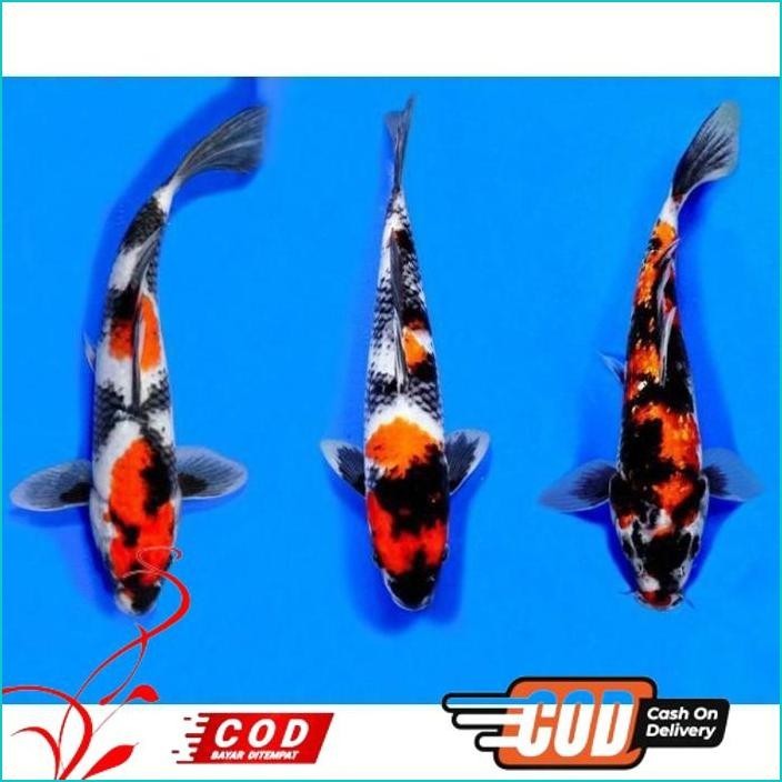 

BISMILLAH PAKET 3 EKOR KOI SHOWA BERKUALITAS ALISUP