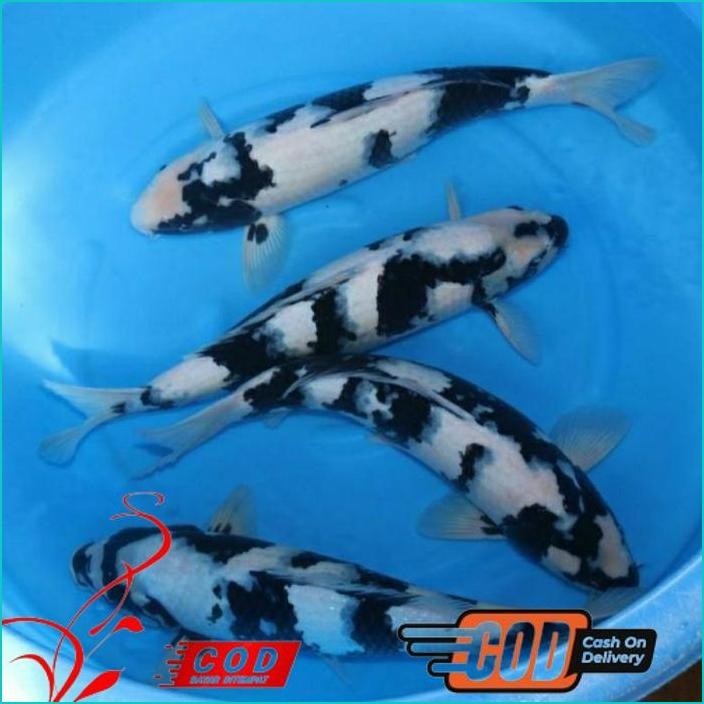 

BISMILLAH KOI SHIRO GRADE A UKURAN 30-35CM ALISUP