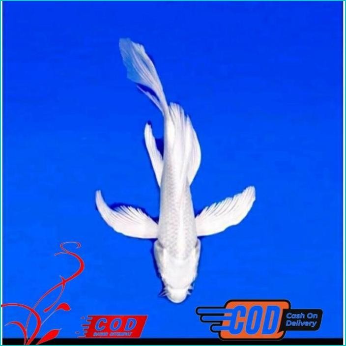 BISMILLAH KOI PLATINUM SLAYER BERKUALITAS GRADE A UKURAN 25-30CM ALISUP