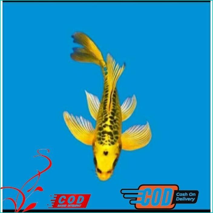 

BISMILLAH PAKET 3 EKOR KOI SLAYER GRADE A UKURAN 15-20CM ALISUP