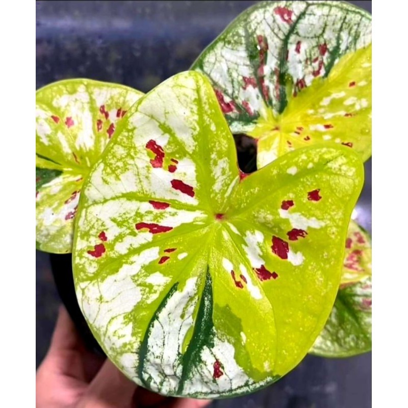 Tanaman Hias Keladi Thai Series Bunglon Bunga Hias Keladi Caladium Anakan Thai Series Bunglon Murah 