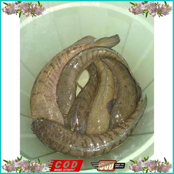 

BISMILLAH IKAN GABUS JUMBO ALISUP