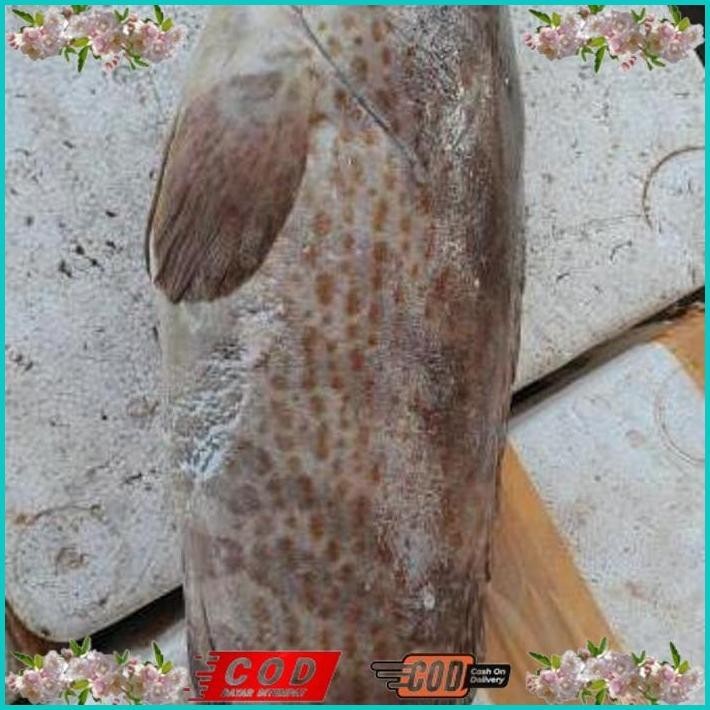 

BISMILLAH IKAN KERAPU SUPER/IKAN KERAPU BESAR SEGAR / IKAN LAUT SEGAR 1 KG ALISUP
