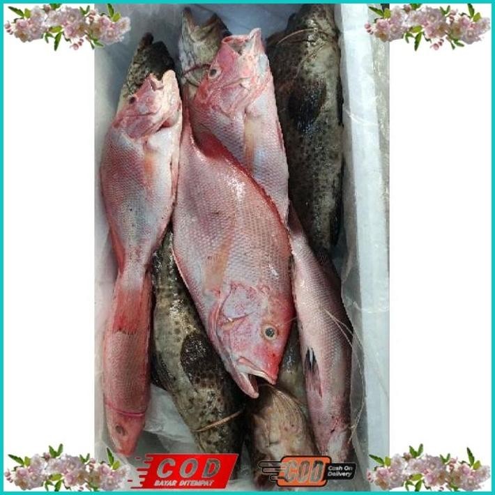 

BISMILLAH IKAN KERAPU SUPER/IKAN KERAPU BESAR SEGAR / IKAN LAUT SEGAR 1 KG ALISUP