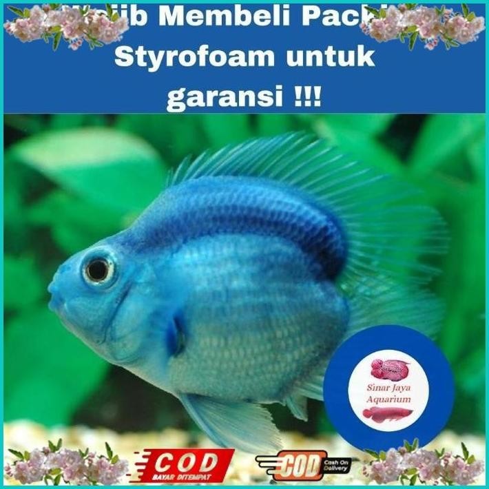 BISMILLAH IKAN RED BLUE PARROT TAIL  & NO TAIL / IKAN PARROT MERAH / BLOOD RED PARROT FISH / IKAN PA
