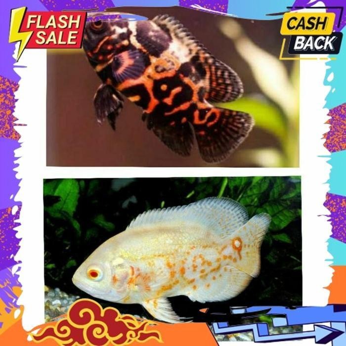 TREND OSCAR - IKAN OSCAR TIGER BLACK / OSCAR PLATINUM PARIS ALBINO / IKAN HIAS OSCAR ALISUP