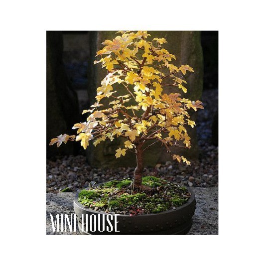 BIJI BIBIT BENIH MAPLE / BONSAI IMPORT JEPANG