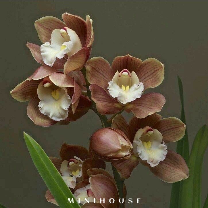 BENIH BIBIT BIJI ANGGREK / BUNGA ANGGREK IMPORT