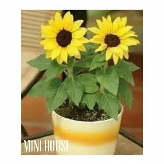 BIJI BENIH BUNGA MATAHARI MINI Murah