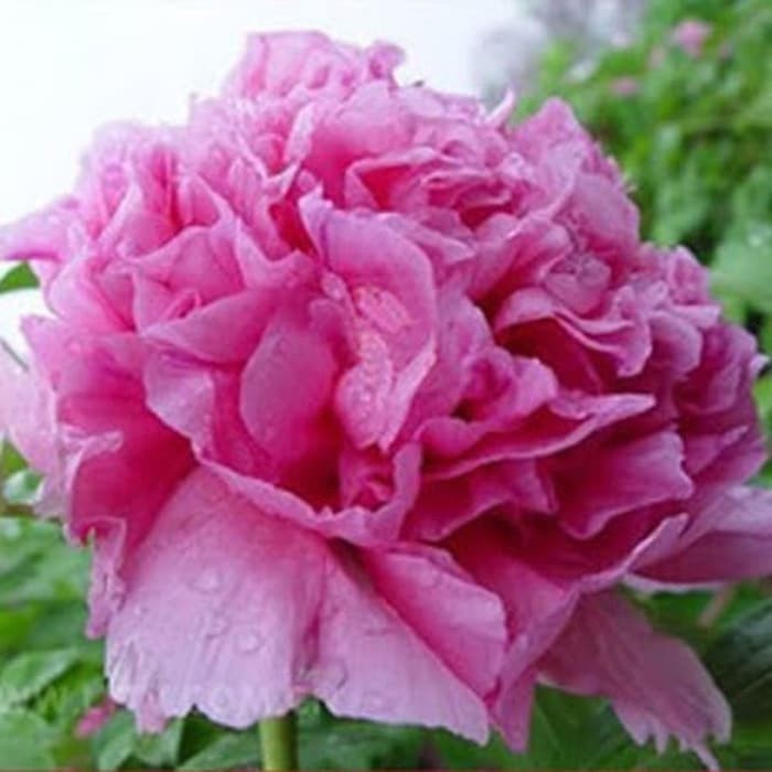 biji bibit benih mawar peony pink