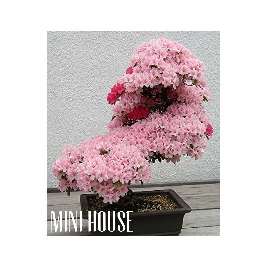 BIBIT BIJI BENIH POHON BONSAI SAKURA