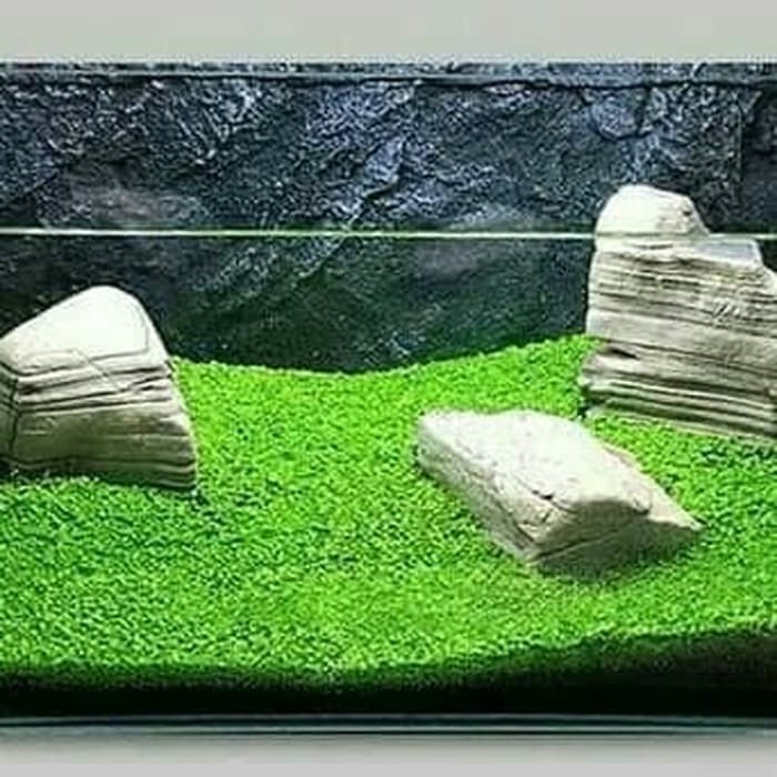 BIJI KARPET AQUASCAPE / Tanaman Aquascape