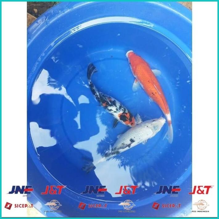 BISMILLAH IKAN KOI 30CM GRADE A WARNA PILIHAN ALISUP