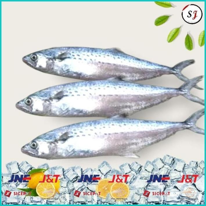 

BISMILLAH DAGING IKAN TENGGIRI GILING SUPER 100% SEJIWA - 1KG ALISUP