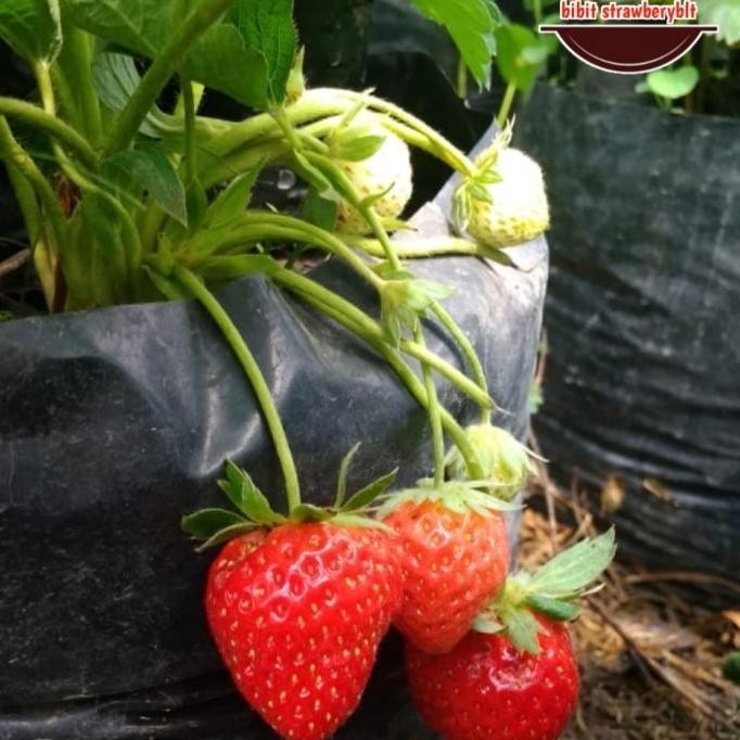 bibit tanaman strawberry nyoho buah manis Aww