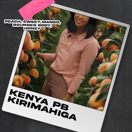 

Biji Kopi Arabika Manual Brew - Kenya Pb Kirimahiga Washed - 200 Gr