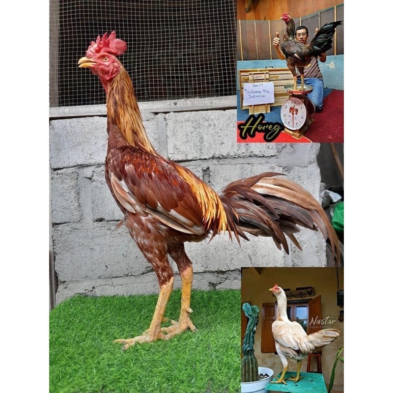 

TELUR AYAM MANGON UNTUK DITETASKAN