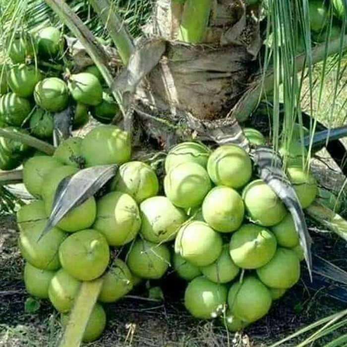 STOK TERBATAS bibit kelapa kopyor kultur jaringan