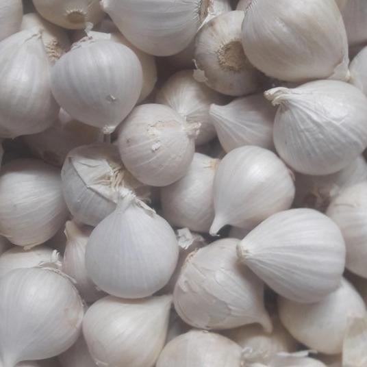 

Bawang Putih Tunggal /Bawang Putih Lanang Kering Fresh 500 Gram