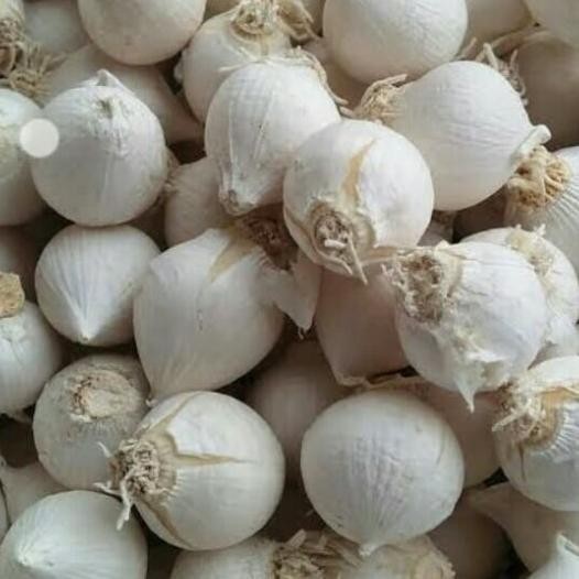 

Bawang Putih Tunggal/Lanang