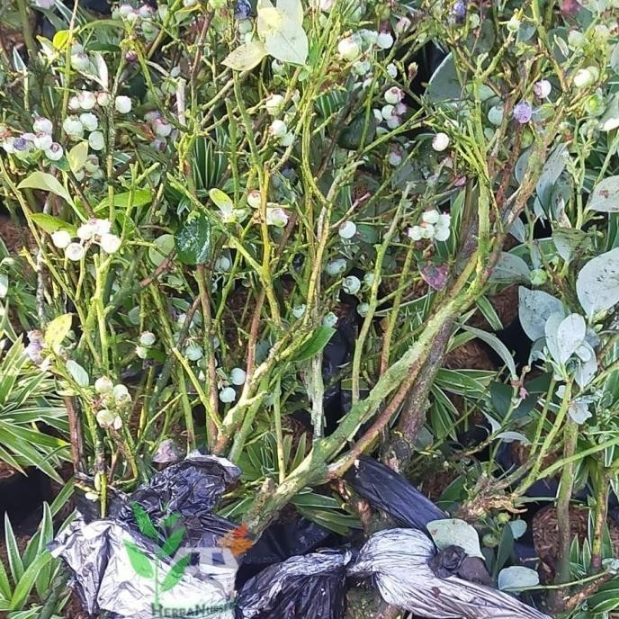 RESTOCK BIBIT POHON BLUEBERRY - POHON BUAH BLUEBERRY - BERBUAH S a Auu