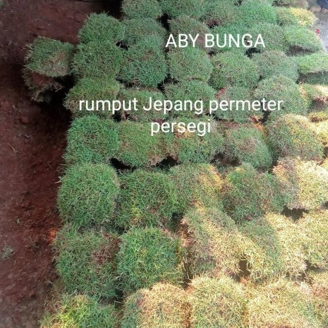 Rumput Jepang 1 Meter Persegi