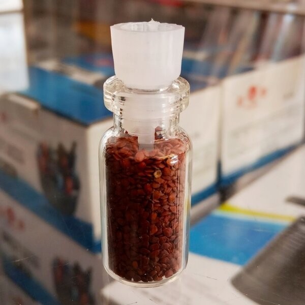 ((((()paling dicari] Benih Bibit Carpet Seed Monte Carlo Biji Tanaman Aquascape Aquarium