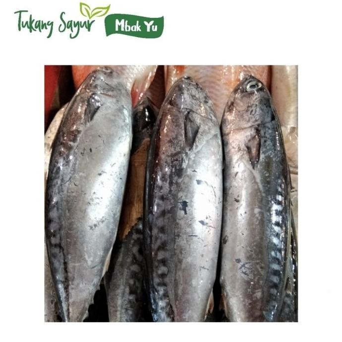 

ikan tongkol segar ukuran sedang 500gr