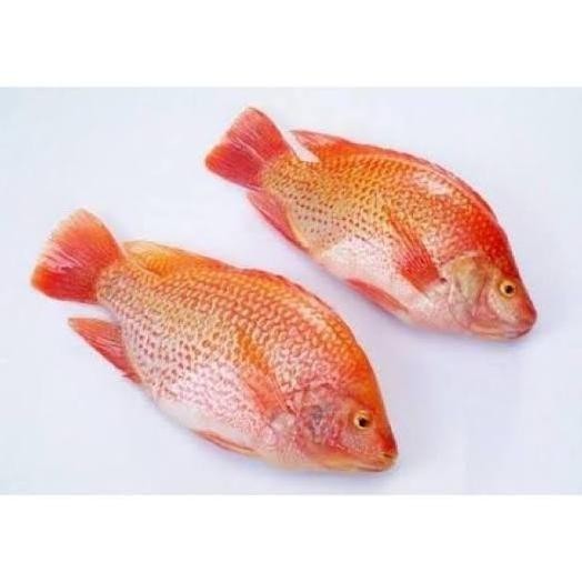 

ikan nila merah segar 500 gr