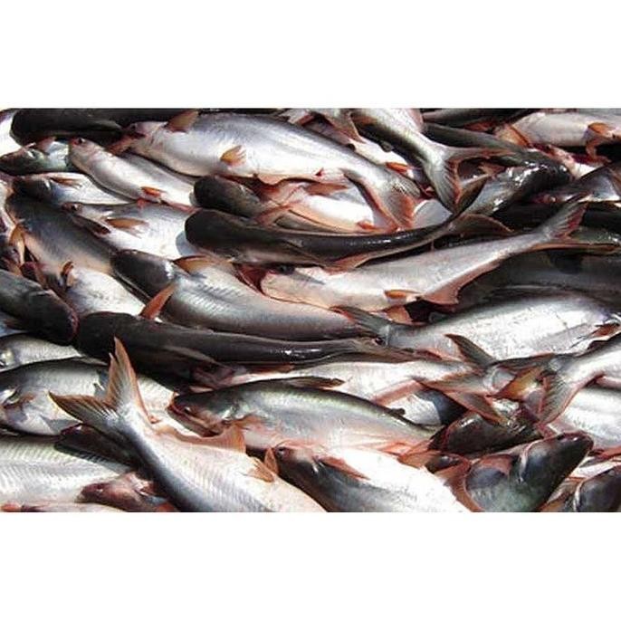 

Ikan Patin fresh hidup Papapangan - 500 gram