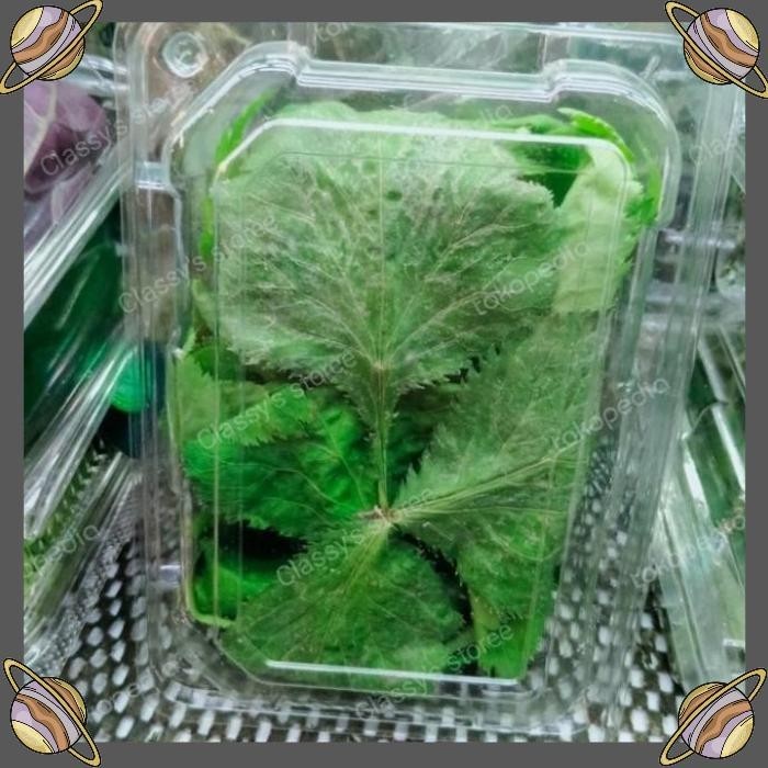 

[CLS] DAUN MITSUBA FRESH/SAYURAN FRESH PACK