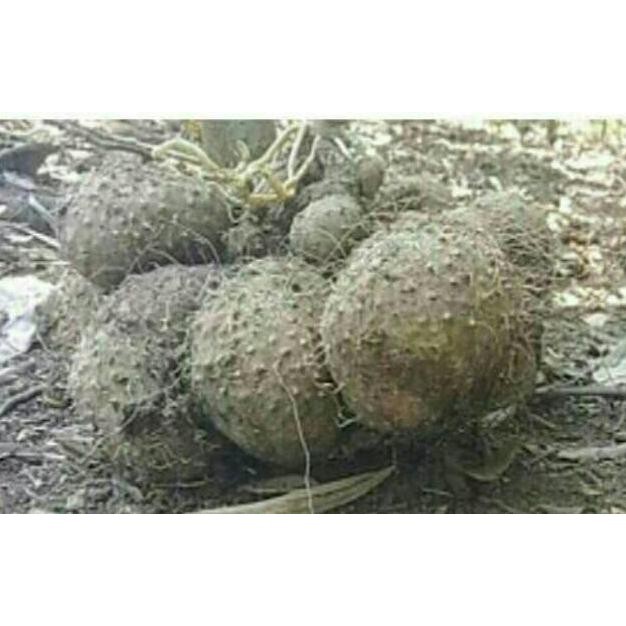 

rq-56 Krupuk GADUNG MENTAH original 1 kilo gram Terlaris