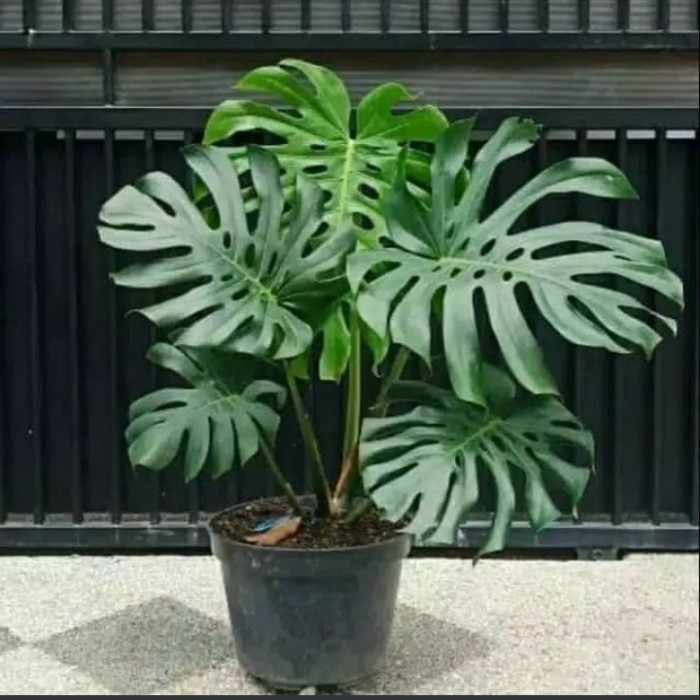 Tanaman Hias Monstera King - Monstera Tanaman