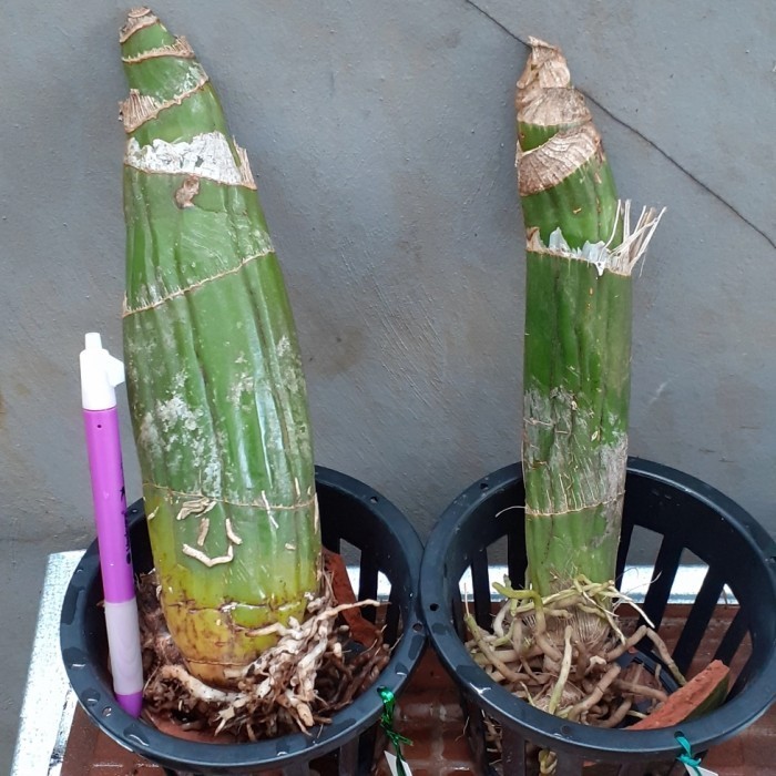 Bonggol Grammatophyllum Anggrek Macan