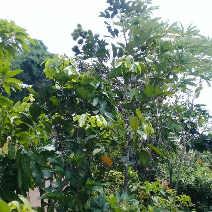 Pohon Buah Rambutan Binjai Sudah Berbuah.