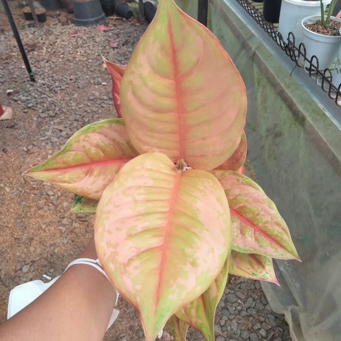 Aglonema Light Of Diamond (Lod)/Tanaman Hias Aglonema/Lod