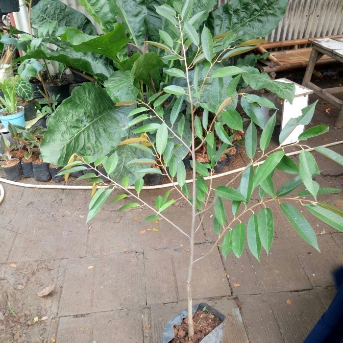 Pohon Durian Musangking Tinggi 1.2 Meter