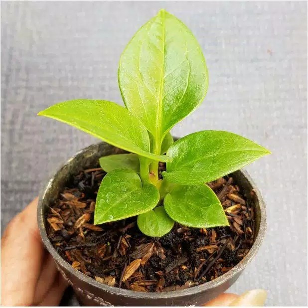 Tanaman Hias Anthurium Jemani Lemon