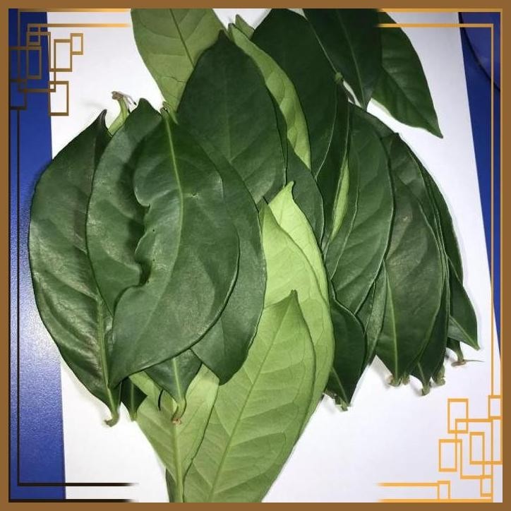 

[MGG] daun salam (harga 1 pc, minimal beli 40 pc, 1 pc, 1gram, 40pc, 40gram)