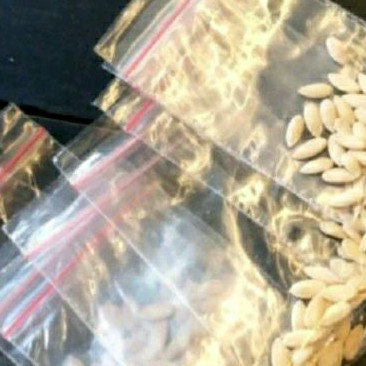 PROMO COD 25 BENIH MELON MADU MANIS RASANYA