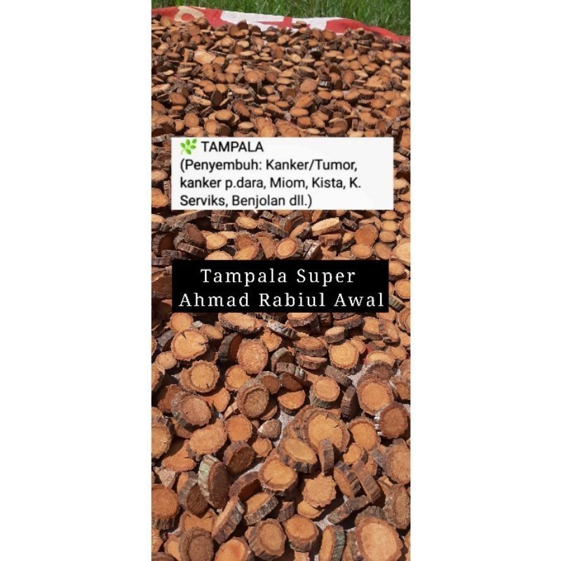 

AKAR TAMPALA SUPER KALIMANTAN GRADE A 1KG BONUS +5pcs Teh Bajakah (KERING) 100% KOMPAS TV