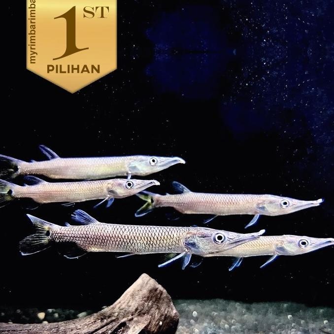 Bisa Cod Mini Hujeta Ikan Hias Aquascae Hiasan Aquarium Tanaman Air Tawar Cuci Gudang