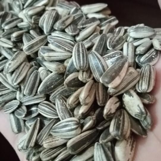 

Biji Kuaci Aci Hitam 25 Kg Sun Seed Bunga Matahari Pakan Makanan