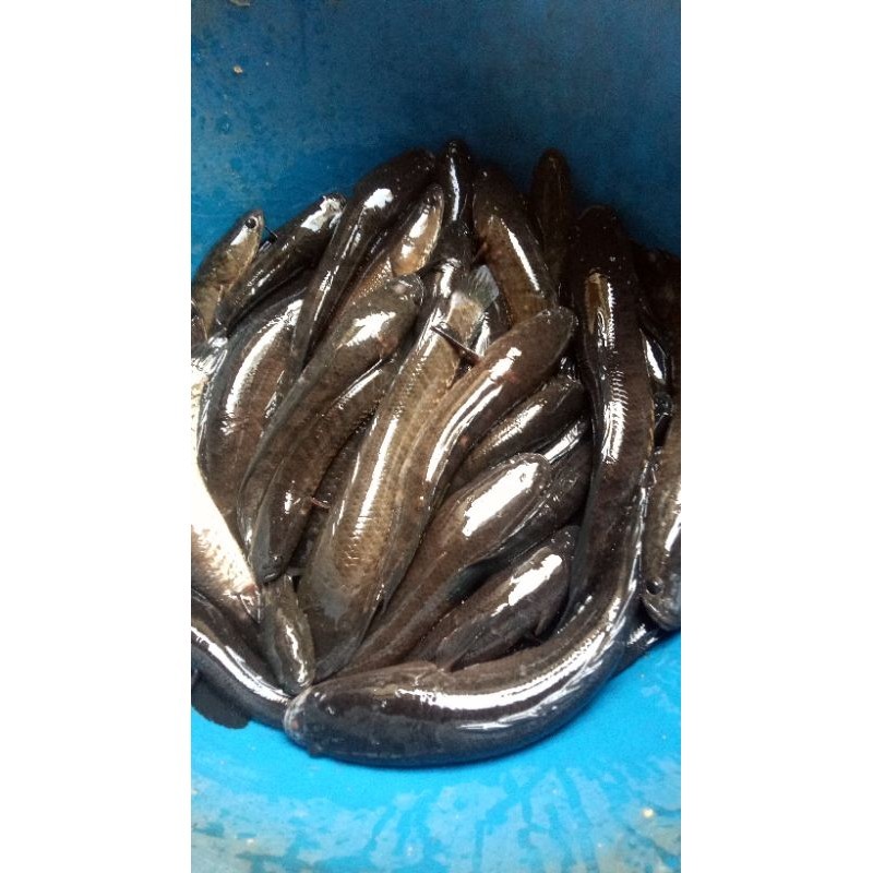 

IKAN GABUS / IKAN KUTUK HIDUP SEGAR ASLI SUNGAI/KALI BUKAN TERNAKAN(READY SETIAP HARI)